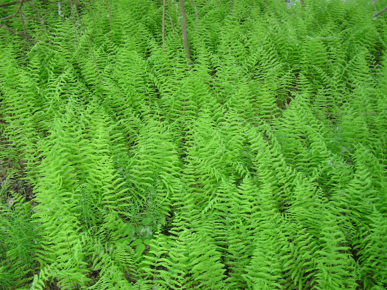 Image of Thelypteris palustris specimen.