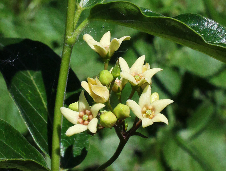 Image of Vincetoxicum hirundinaria specimen.
