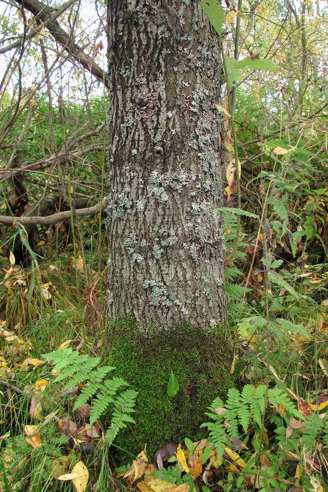 Image of Salix caprea specimen.