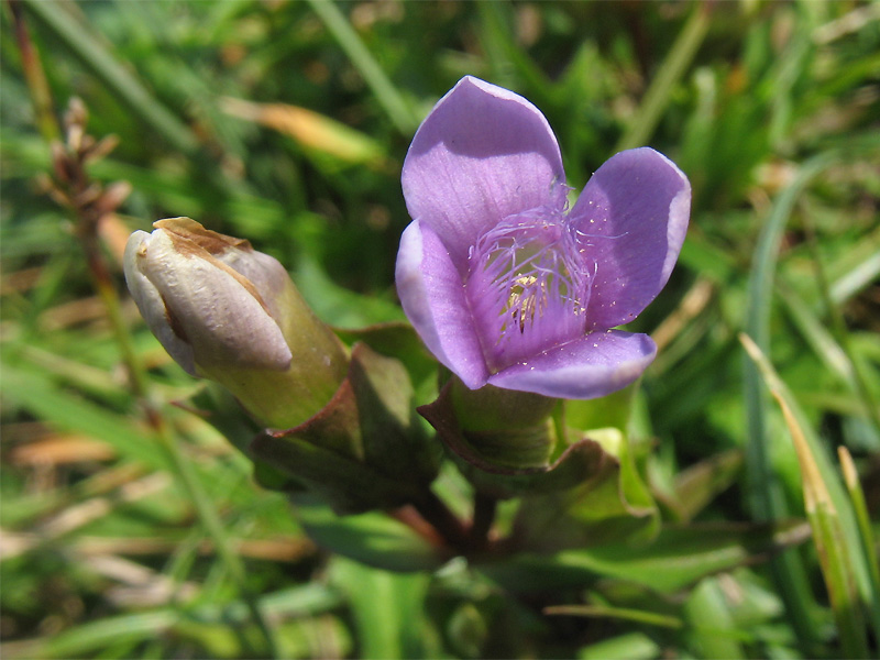 Изображение особи Gentianella baltica.