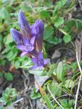 Gentianella carpatica. Цветущее растение. Украина, Закарпатская обл., Раховский р-н, 1800 м н.у.м., на каменистом склоне. 22 августа 2008 г.