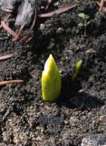 Galanthus transcaucasicus