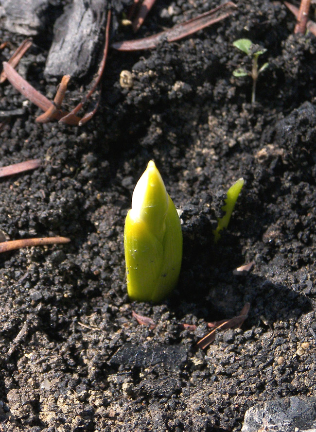 Изображение особи Galanthus transcaucasicus.