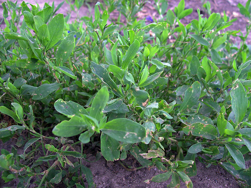 Изображение особи Polygonum aviculare.