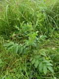 genus Agrimonia. Нижняя часть растения. Смоленская обл., Смоленский р-н, окр. пос. Каспля. 30.06.2011.