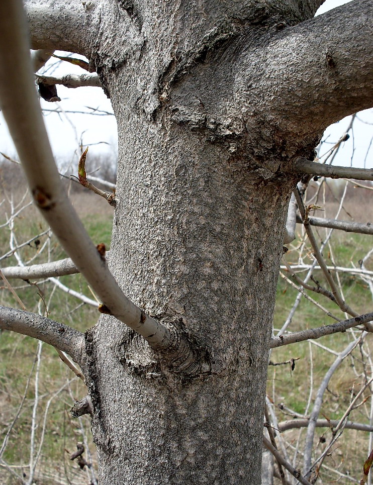 Image of Populus nigra specimen.