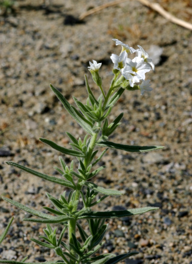 Image of Argusia rosmarinifolia specimen.