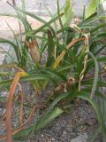 Merendera montana