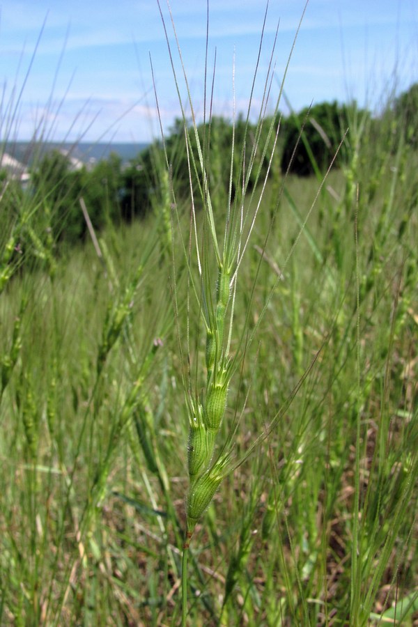 Изображение особи Aegilops triuncialis.