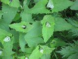 Atriplex sagittata. Молодые растения (вид сверху). Украина, г. Киев, Южная Борщаговка, рудеральный ценоз. 19 мая 2012 г.