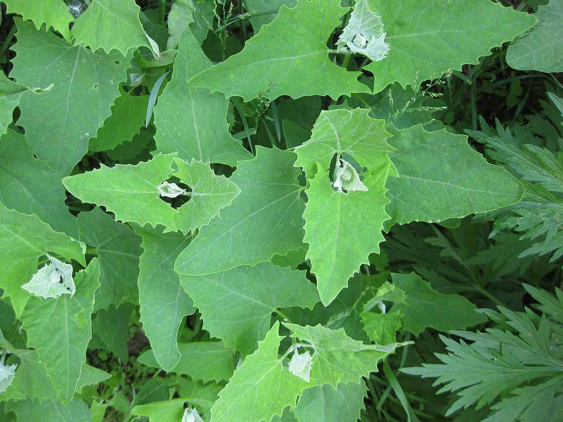 Image of Atriplex sagittata specimen.