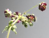 Geranium phaeum