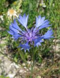 Centaurea cyanus. Соцветие. Крым, Белогорский р-н, окр. с. Земляничное, у дороги. 23 июня 2012 г.