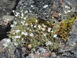 Cerastium alpinum. Цветущие растения. Карелия, Ладожское озеро, о-в Валаам. 22.06.2012.