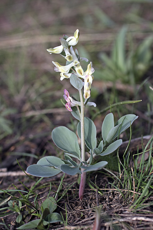 Изображение особи Corydalis ledebouriana.