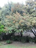 Quercus ilex. Отцветающее растение. Крым, г. Ялта, в культуре. 20 мая 2012 г.