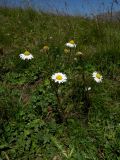 Pyrethrum dolomiticum