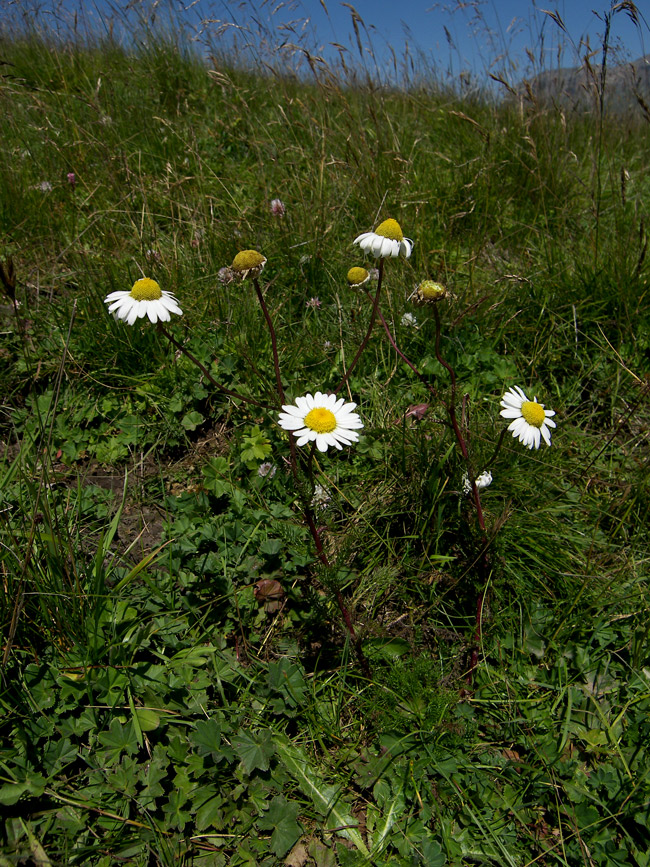 Image of Pyrethrum dolomiticum specimen.