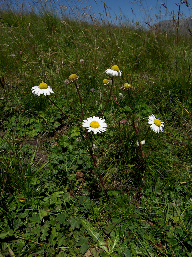 Изображение особи Pyrethrum dolomiticum.