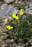 Potentilla soongorica. Цветущее растение. Южный Казахстан, хр. Боролдайтау, гора Нурбай; 1080 м н.у.м. 23.04.2012.