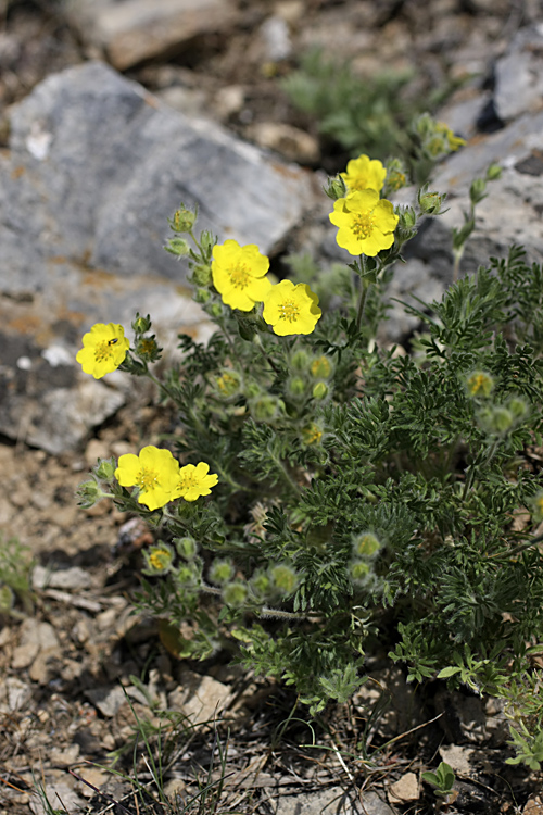 Image of Potentilla soongorica specimen.