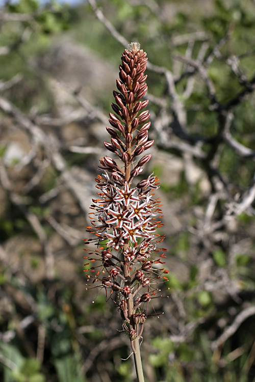 Изображение особи Eremurus regelii.