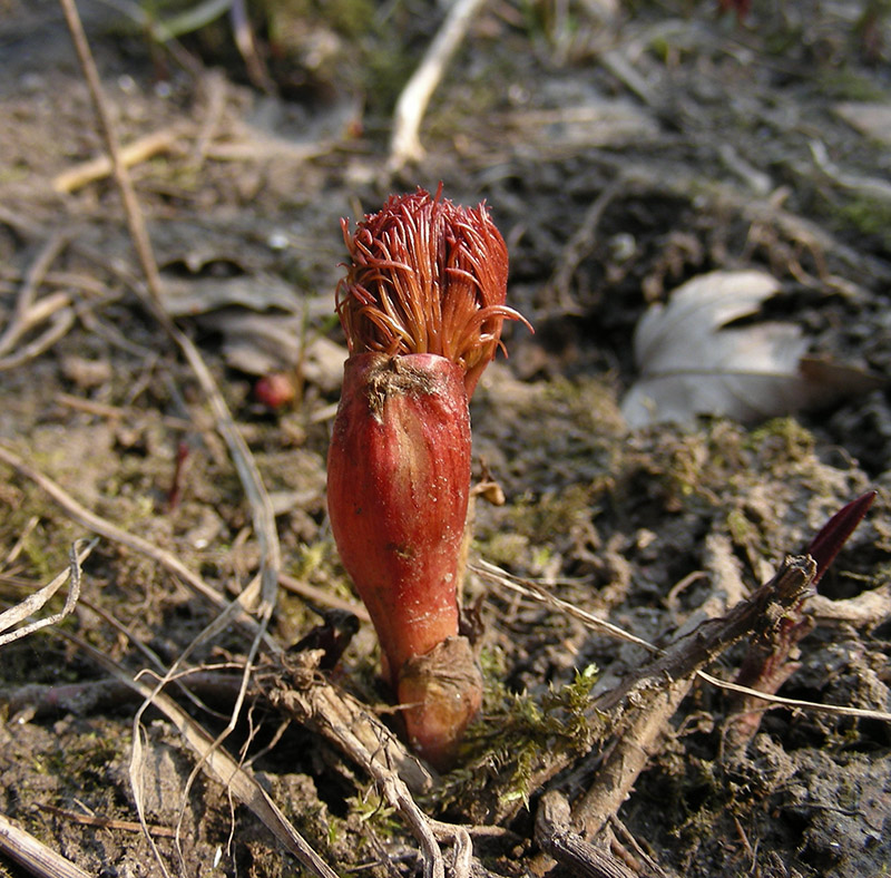 Image of Paeonia tenuifolia specimen.