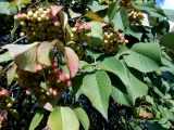 Viburnum lentago