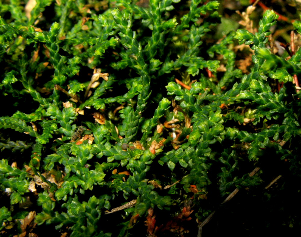 Image of Selaginella borealis specimen.