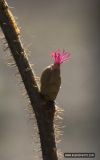 Corylus avellana