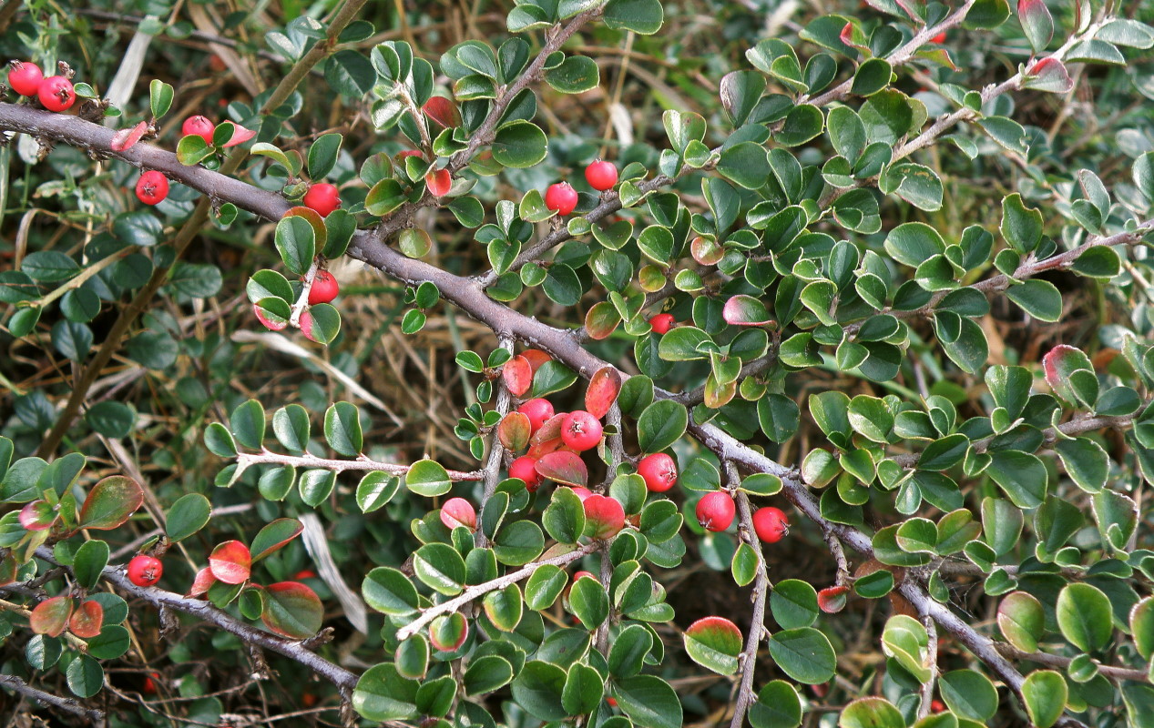 Image of Cotoneaster horizontalis specimen.