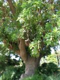 Phytolacca dioica. Ствол и нижняя часть кроны цветущего старого дерева. Испания, Каталония, г. Барселона, парк Гуэля. 23.06.2012.