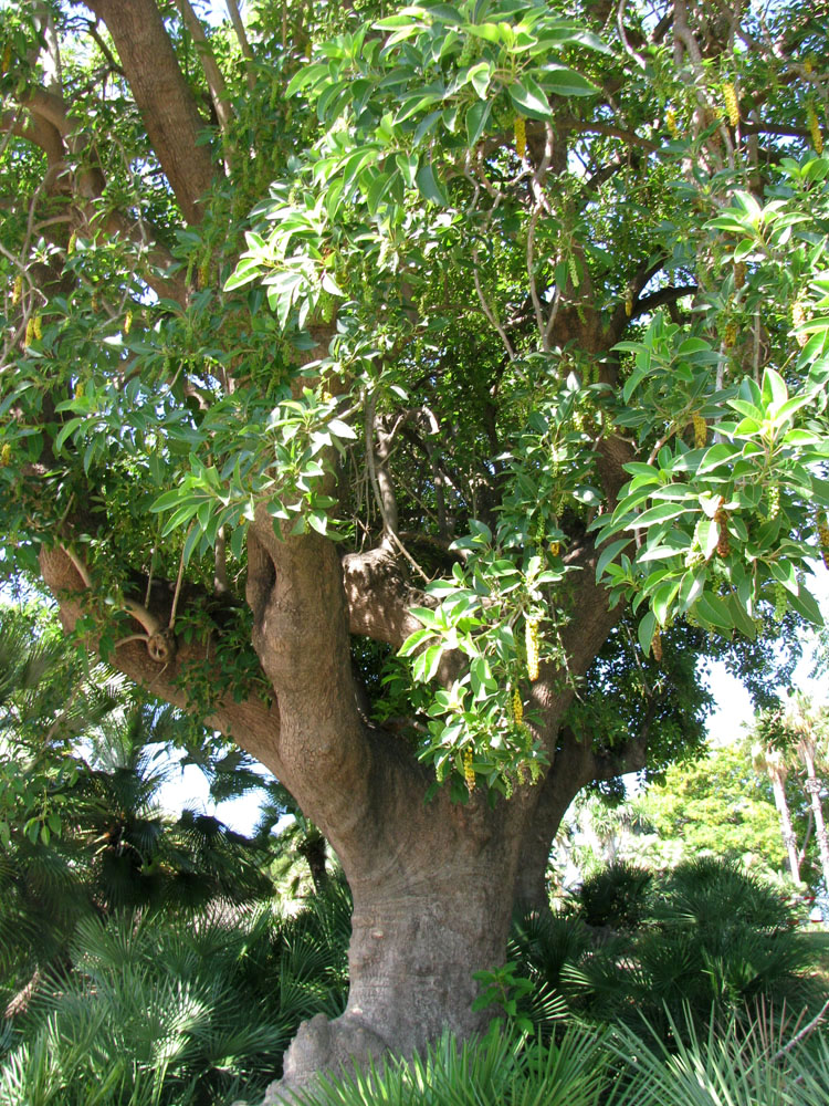 Image of Phytolacca dioica specimen.