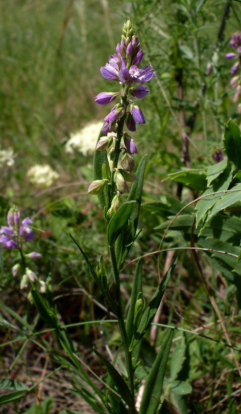 Изображение особи Polygala comosa.