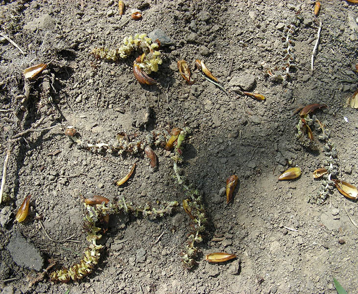 Image of Populus balsamifera specimen.