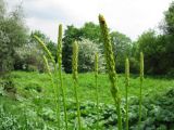 Eremurus spectabilis