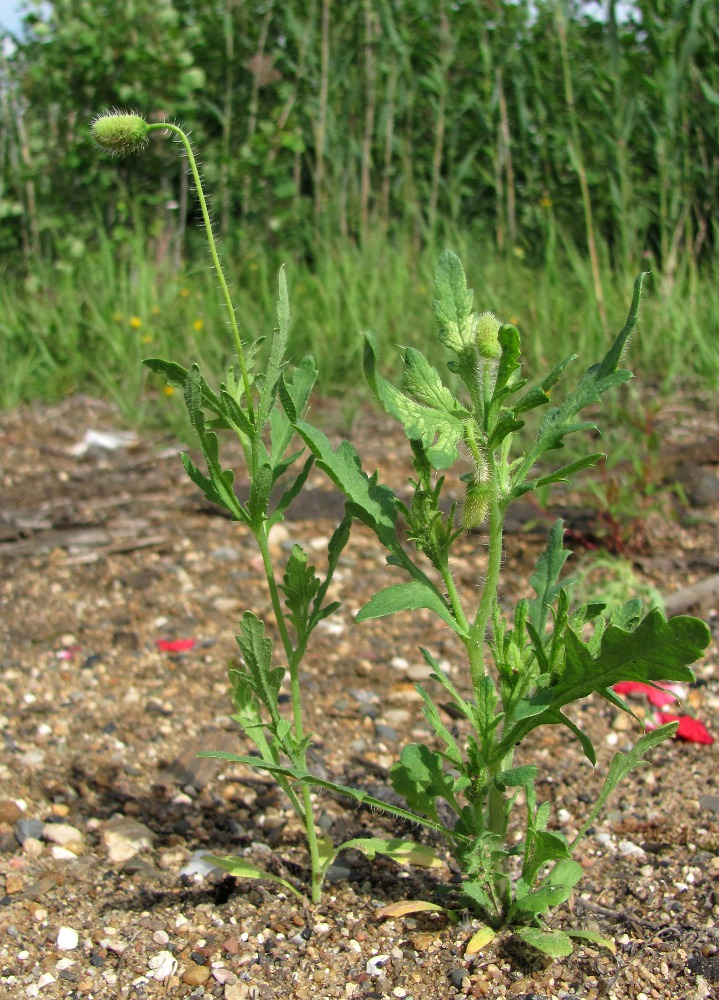 Изображение особи Papaver rhoeas.