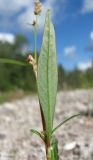 Persicaria scabra