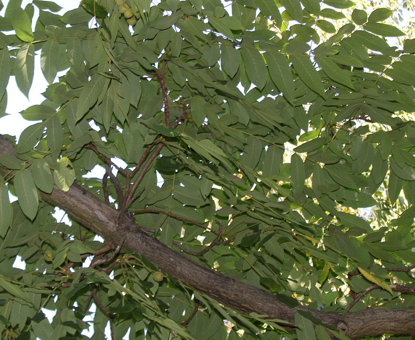 Image of Juglans regia specimen.