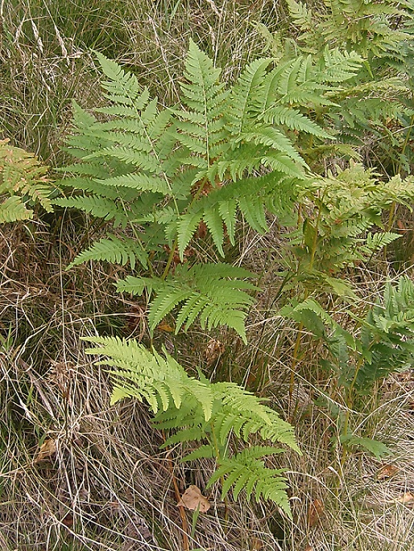 Изображение особи Pteridium pinetorum.