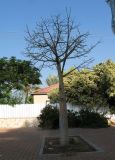 Ceiba speciosa