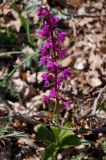 Orchis mascula