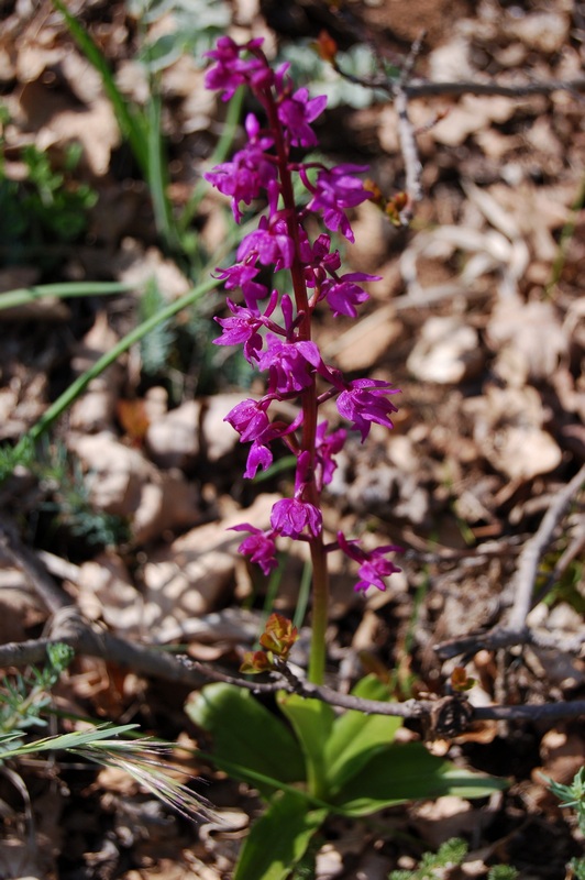 Image of Orchis mascula specimen.