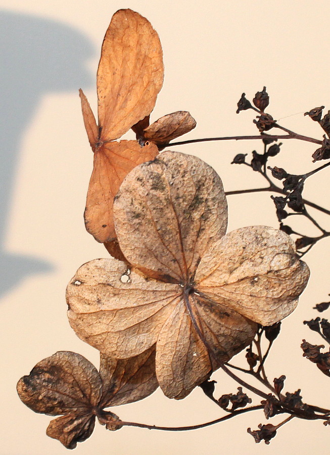 Image of Hydrangea petiolaris specimen.