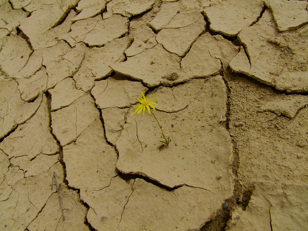 Image of Senecio glaucus ssp. coronopifolius specimen.