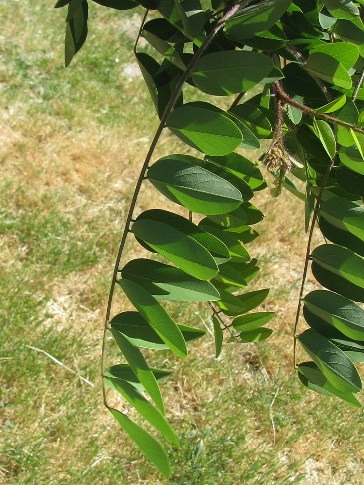 Image of Robinia hispida specimen.