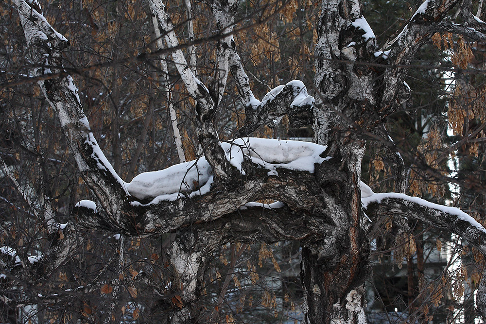 Image of genus Betula specimen.