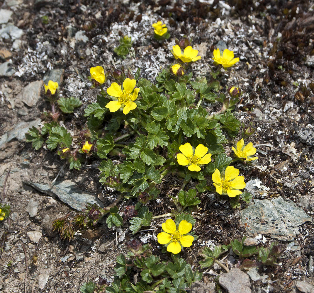 Image of Potentilla gelida ssp. boreo-asiatica specimen.