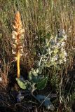 Orobanche callieri