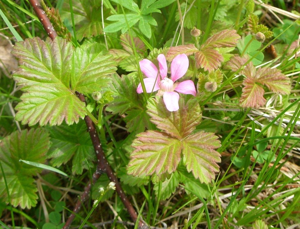 Изображение особи Rubus arcticus.